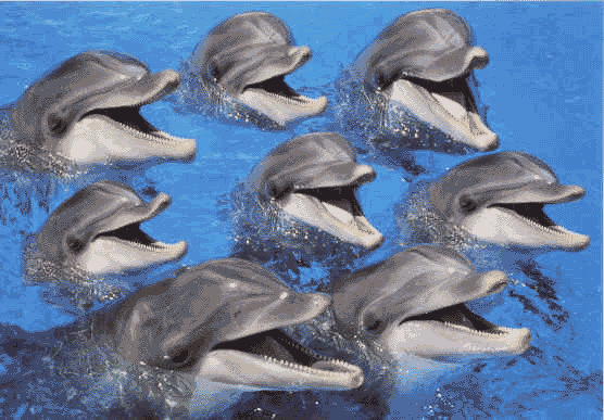 DOLPHINS